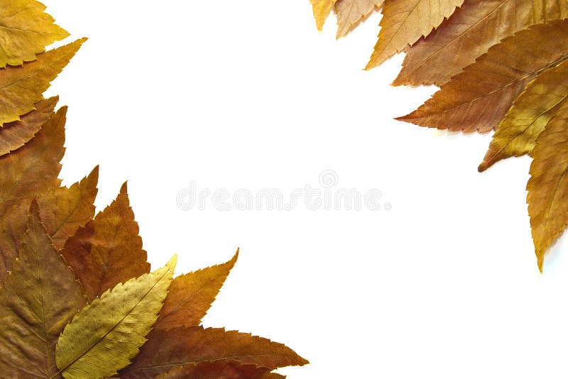 American Beech Tree Autumn Leaves Background in the Fall 2. American Beech Tree Autumn Leaves Background in the Fall 2