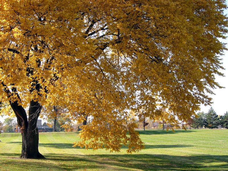 Big old tree in the fall. Big old tree in the fall