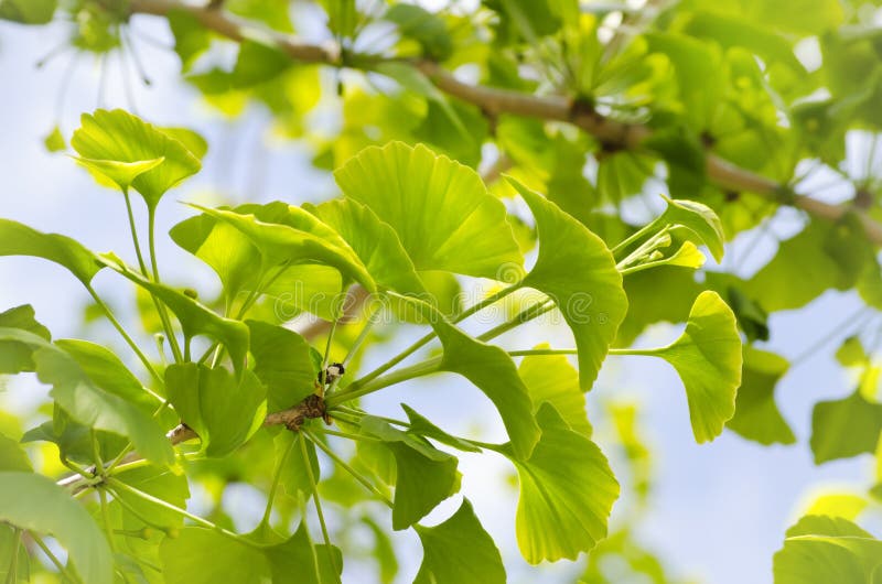 Δέντρο Biloba Ginkgo στοκ εικόνα Δέντρο Biloba Ginkgo στοκ εικόνα