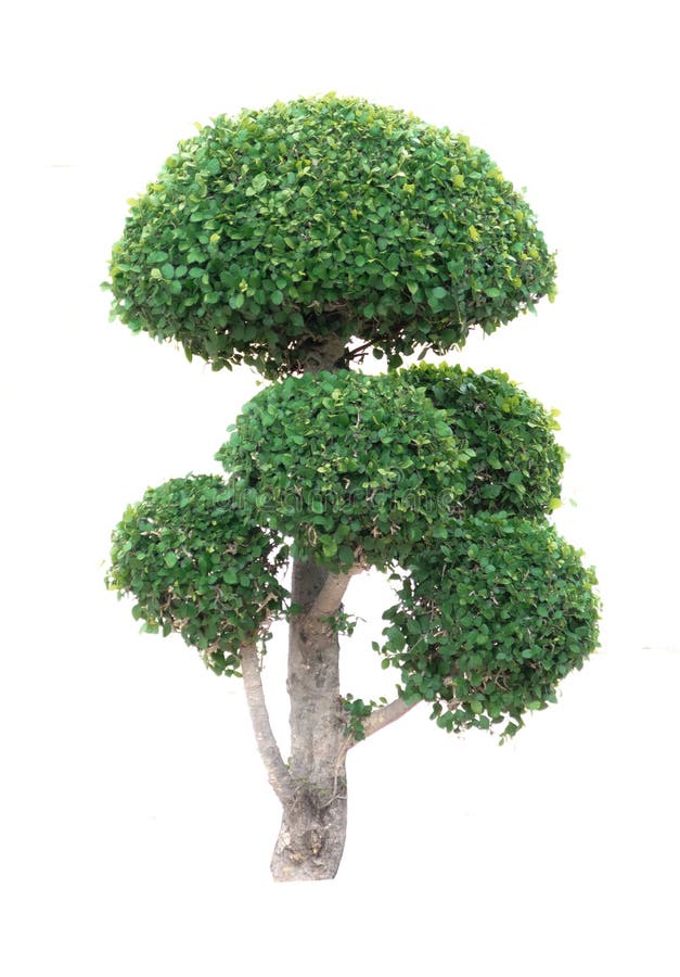 Δέντρο Blume annulata Ficus στο συγκεκριμένο δοχείο εγκαταστάσεων που απομονώνεται στο άσπρο υπόβαθρο με το ψαλίδισμα του σύκου κ στοκ φωτογραφίες Δέντρο Blume annulata Ficus στο συγκεκριμένο δοχείο εγκαταστάσεων που απομονώνεται στο άσπρο υπόβαθρο με το ψαλίδισμα του σύκου κ στοκ φωτογραφίες