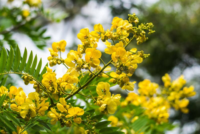Δέντρο Cassod, cassia siamea ή σιαμέζο senna στοκ εικόνες