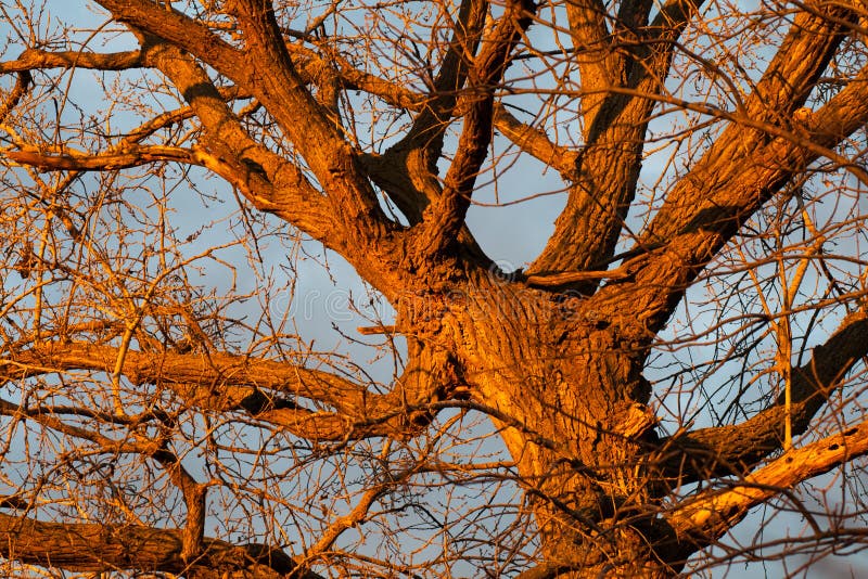 Δέντρο Cottonwood στην ανατολή στοκ εικόνες με δικαίωμα ελεύθερης χρήσης Δέντρο Cottonwood στην ανατολή στοκ εικόνες με δικαίωμα ελεύθερης χρήσης