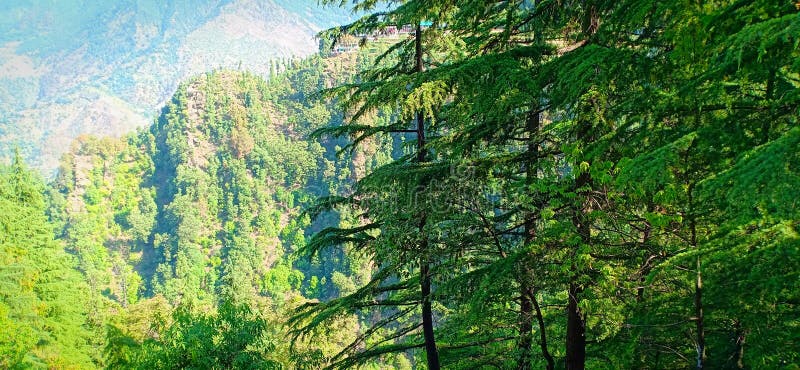 Δέντρο Deodar στοκ φωτογραφίες Δέντρο Deodar στοκ φωτογραφίες