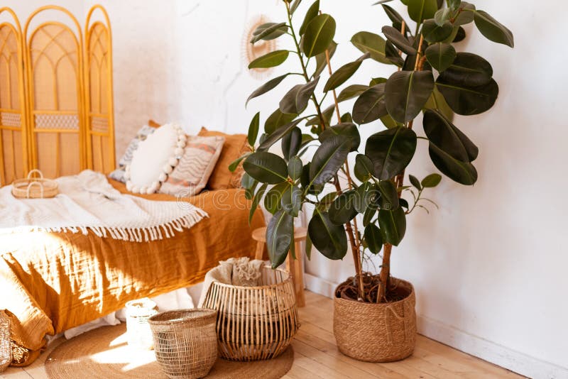 δέντρο ficus elastica plantrubber στο εσωτερικό του υπνοδωματίου boho στοκ εικόνες