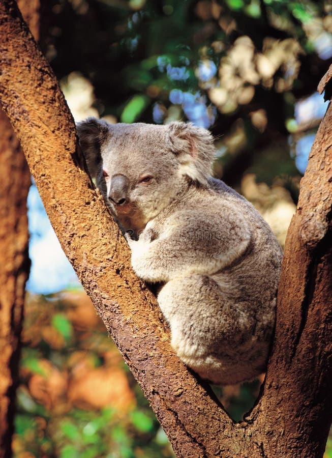 Download δέντρο koala στοκ εικόνες. εικόνα από γούνα, ήρεμος, πρωινός - 77346