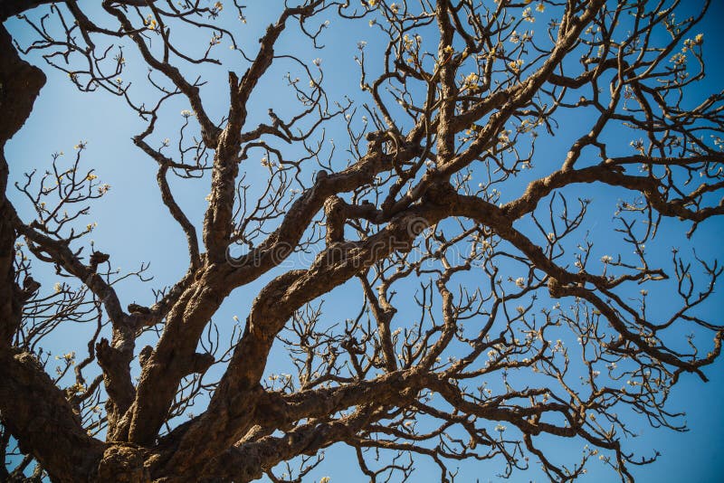 Δέντρο Magnolia στοκ εικόνα με δικαίωμα ελεύθερης χρήσης Δέντρο Magnolia στοκ εικόνα με δικαίωμα ελεύθερης χρήσης