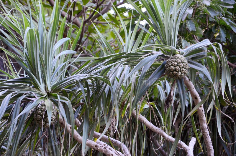 Δέντρο Pandanus γνωστό επίσης ως pandan ή πεύκο βιδών ή φοίνικας βιδών στοκ φωτογραφία με δικαίωμα ελεύθερης χρήσης Δέντρο Pandanus γνωστό επίσης ως pandan ή πεύκο βιδών ή φοίνικας βιδών στοκ φωτογραφία με δικαίωμα ελεύθερης χρήσης