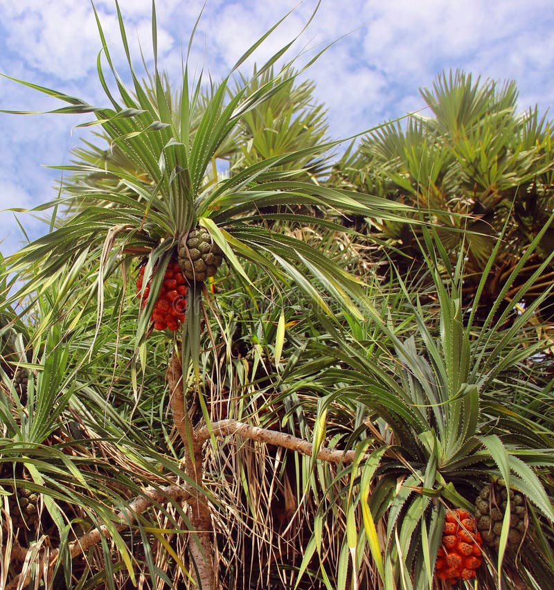 Δέντρο Pandanus γνωστό επίσης ως pandan ή πεύκο βιδών ή φοίνικας βιδών στοκ εικόνα Δέντρο Pandanus γνωστό επίσης ως pandan ή πεύκο βιδών ή φοίνικας βιδών στοκ εικόνα