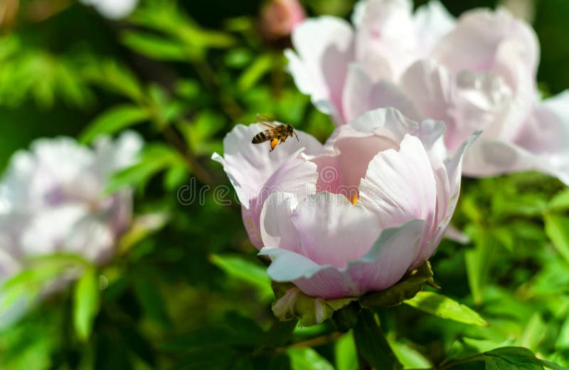 Δέντρο Peony και το άνθος του σε ένα φως του ήλιου, με μερικές μέλισσες που πετούν γύρω στοκ φωτογραφίες με δικαίωμα ελεύθερης χρήσης Δέντρο Peony και το άνθος του σε ένα φως του ήλιου, με μερικές μέλισσες που πετούν γύρω στοκ φωτογραφίες με δικαίωμα ελεύθερης χρήσης