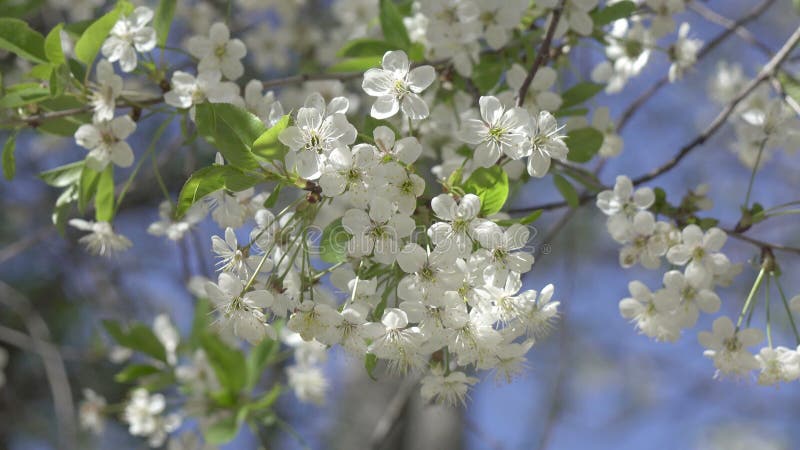 δέντρο ανθοφορίας. όμορφα ανθεκτικό κλαδί. βερίκοκο λευκού λουλουδιού. κάρτα χαιρετισμού ανοιξιάτικου πάσχα. άνθη κεράσι