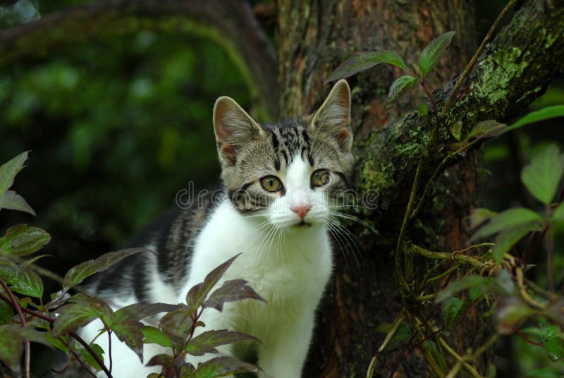 Young Cat looking out from a tree. Young Cat looking out from a tree.