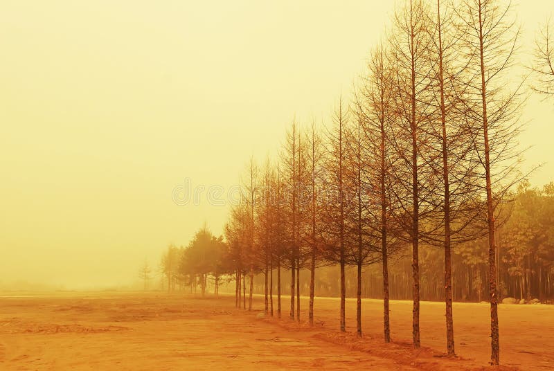 Tree at sunset with fog. Tree at sunset with fog.