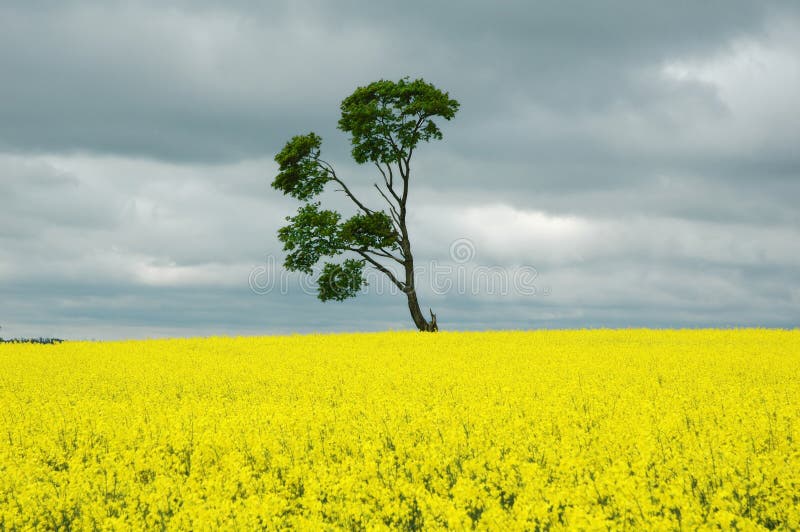 δέντρο κίτρινο