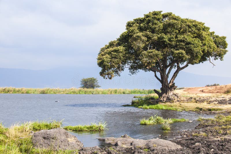 Δέντρο και λίμνη στον κρατήρα Ngorongoro στην Τανζανία στοκ φωτογραφία με δικαίωμα ελεύθερης χρήσης Δέντρο και λίμνη στον κρατήρα Ngorongoro στην Τανζανία στοκ φωτογραφία με δικαίωμα ελεύθερης χρήσης