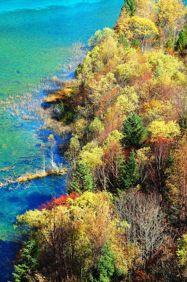 δέντρο λιμνών jiuzhaigou φθινοπώρου στοκ εικόνα με δικαίωμα ελεύθερης χρήσης