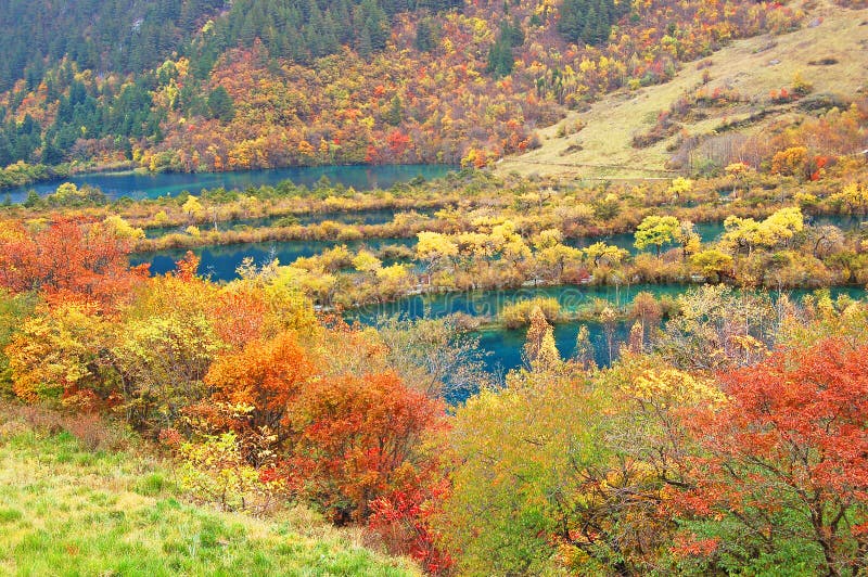 δέντρο λιμνών jiuzhaigou φθινοπώρου στοκ εικόνες