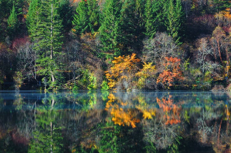 δέντρο λιμνών jiuzhaigou φθινοπώρου στοκ εικόνα