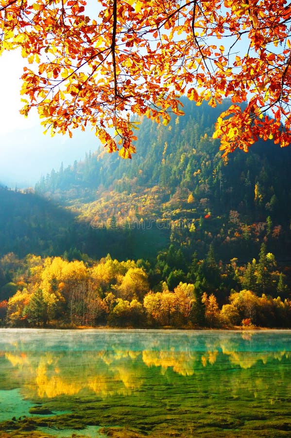 δέντρο λιμνών jiuzhaigou φθινοπώρου στοκ φωτογραφία με δικαίωμα ελεύθερης χρήσης