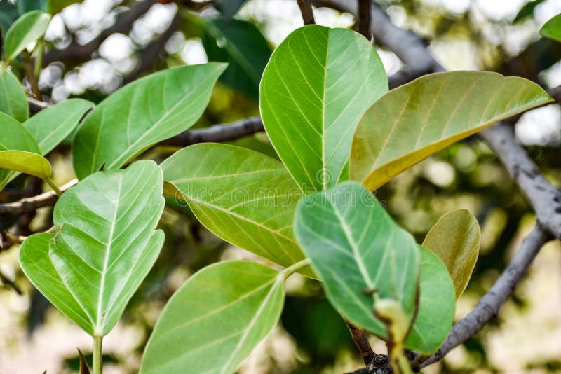 δέντρο με φύλλα και κλαδιά που θολώνουν πράσινο φόντο και άνω όψη στοκ φωτογραφία