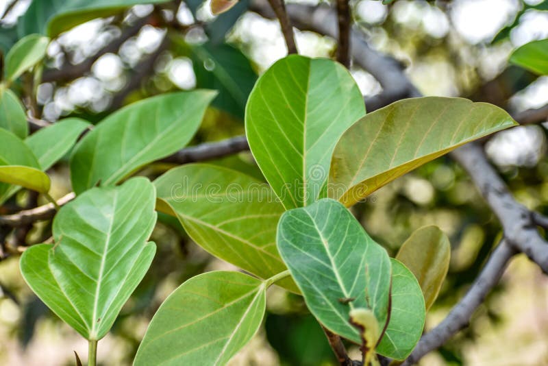 δέντρο με φύλλα και κλαδιά που θολώνουν πράσινο φόντο και άνω όψη στοκ φωτογραφία με δικαίωμα ελεύθερης χρήσης