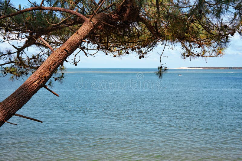 Δέντρο με όμορφη θέα τη γαλάζια θάλασσα στοκ εικόνες