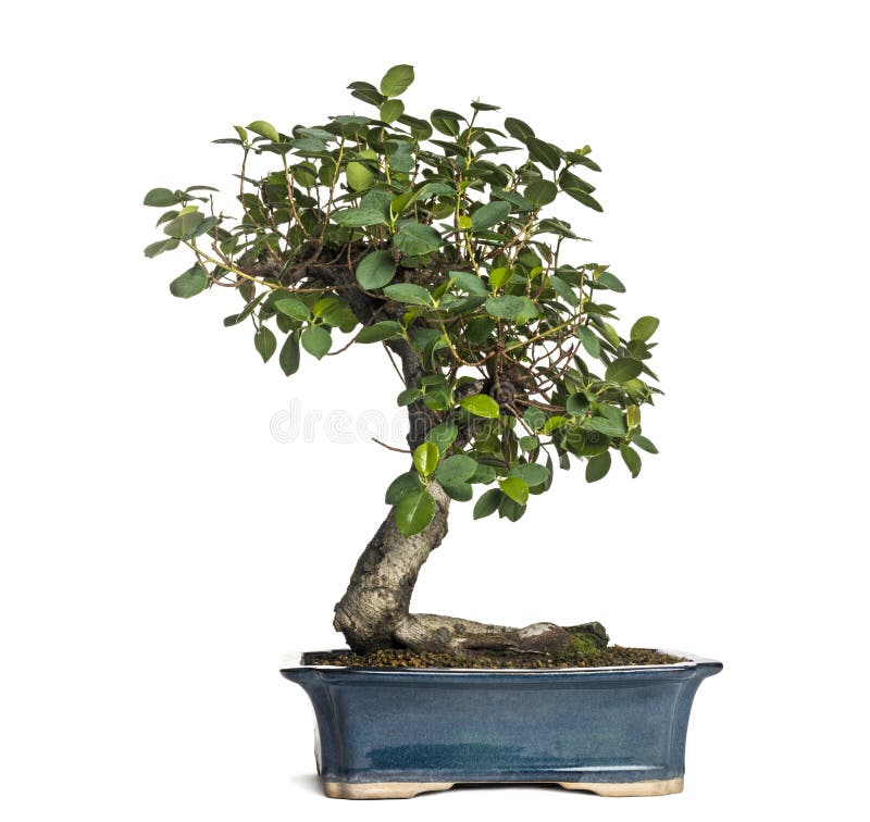 Δέντρο μπονσάι panda Ficus, retusa ficus, που απομονώνεται στοκ φωτογραφίες με δικαίωμα ελεύθερης χρήσης Δέντρο μπονσάι panda Ficus, retusa ficus, που απομονώνεται στοκ φωτογραφίες με δικαίωμα ελεύθερης χρήσης