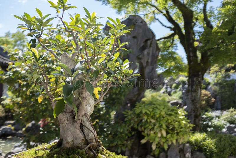 Bonsai tree over 100 years old at the Sun Yat Sen classical garden in Vancouver, BC, Canada. Bonsai tree over 100 years old at the Sun Yat Sen classical garden in Vancouver, BC, Canada