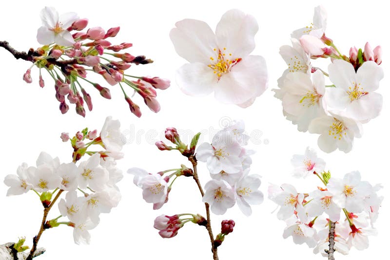 Δέντρο λουλουδιών sakura πλήρους άνθισης που απομονώνεται με το ψαλίδισμα της πορείας στοκ εικόνες