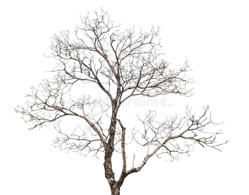 Δέντρο που απομονώνεται νεκρό