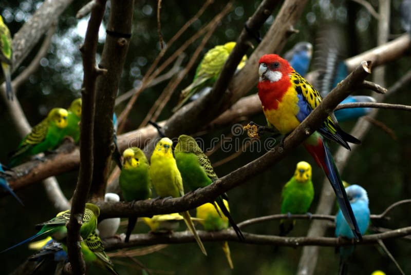 Several specieis of colorful (tropical) birds hanging out in a tree. Primary focus on large red bird. Unknown species. Several specieis of colorful (tropical) birds hanging out in a tree. Primary focus on large red bird. Unknown species