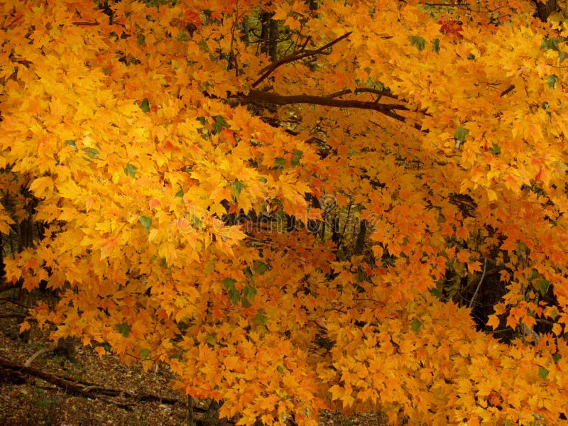 Yellow, orange leaves in fall, autumn.Gorgeous tree. North Carolina. Yellow, orange leaves in fall, autumn.Gorgeous tree. North Carolina