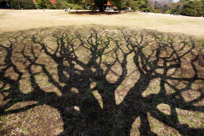 The shadow of the tree In the park. The shadow of the tree In the park.