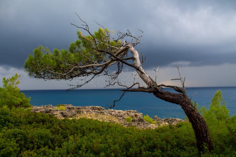 Beautiful rocky ocean coast with waves and gray cliff above water. Tree on the ocean coast at stormy cloudy day. Beautiful rocky ocean coast with waves and gray cliff above water. Tree on the ocean coast at stormy cloudy day