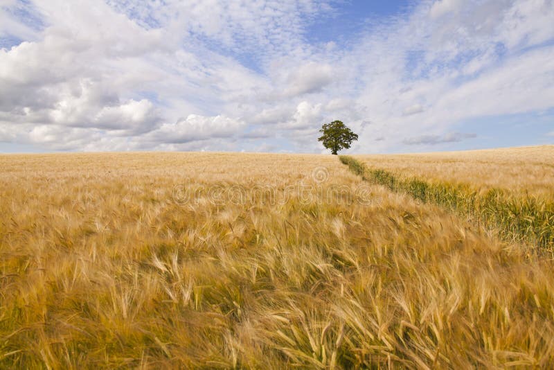 A lone tree stands in a crop of golden barley. A lone tree stands in a crop of golden barley