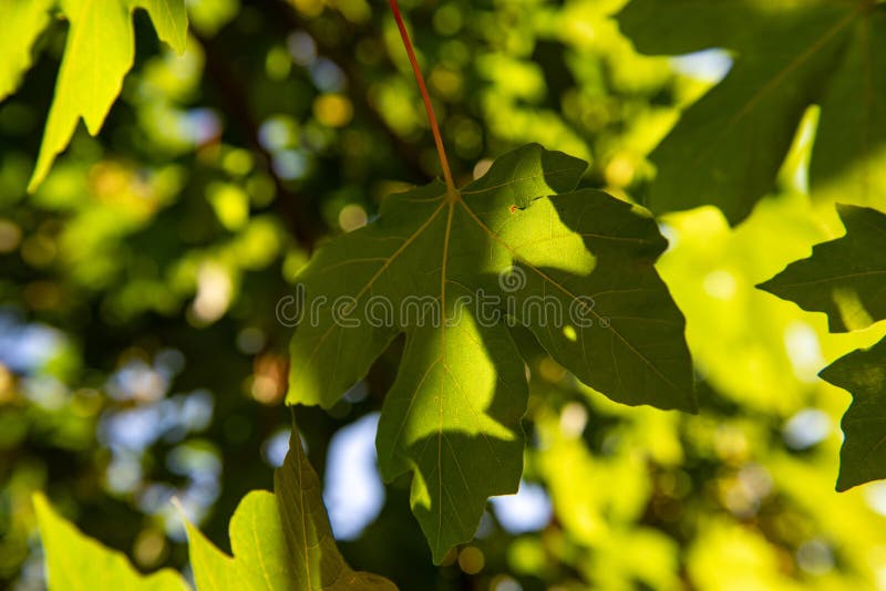 δέντρο σφενδάμου. φύλλο σφενδάμνου bigleaf με οπίσθιο φωτισμό από τον ήλιο