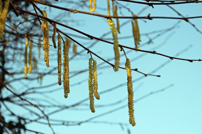 Δέντρο της Hazel catkins στοκ φωτογραφία με δικαίωμα ελεύθερης χρήσης Δέντρο της Hazel catkins στοκ φωτογραφία με δικαίωμα ελεύθερης χρήσης