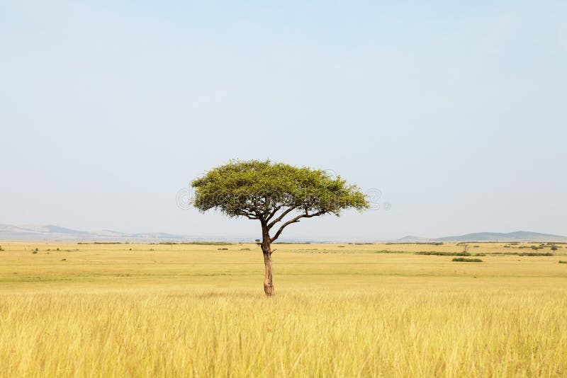Landscape with Acacia tree in Africa. Landscape with Acacia tree in Africa