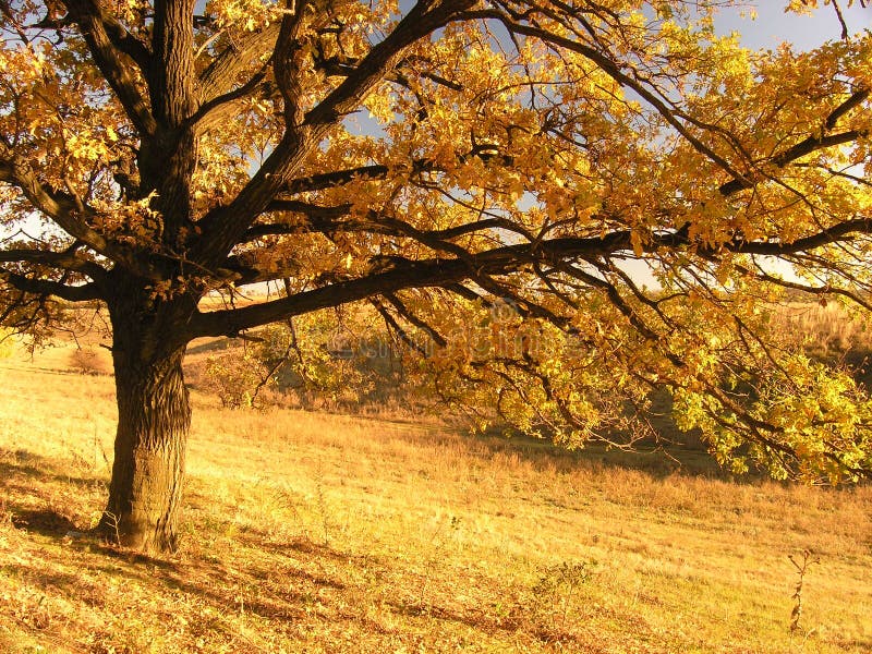 A colorful autumn day. Walking in the gold field. A colorful autumn day. Walking in the gold field.