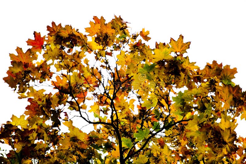 One single oak tree with vividly coloured leaves in autumn. Isolated. One single oak tree with vividly coloured leaves in autumn. Isolated.