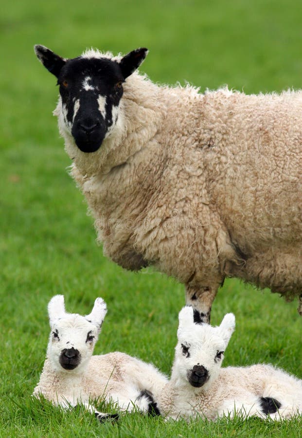 Sheep standing in a field in spring with her new born twins lying down next to her. Sheep standing in a field in spring with her new born twins lying down next to her.