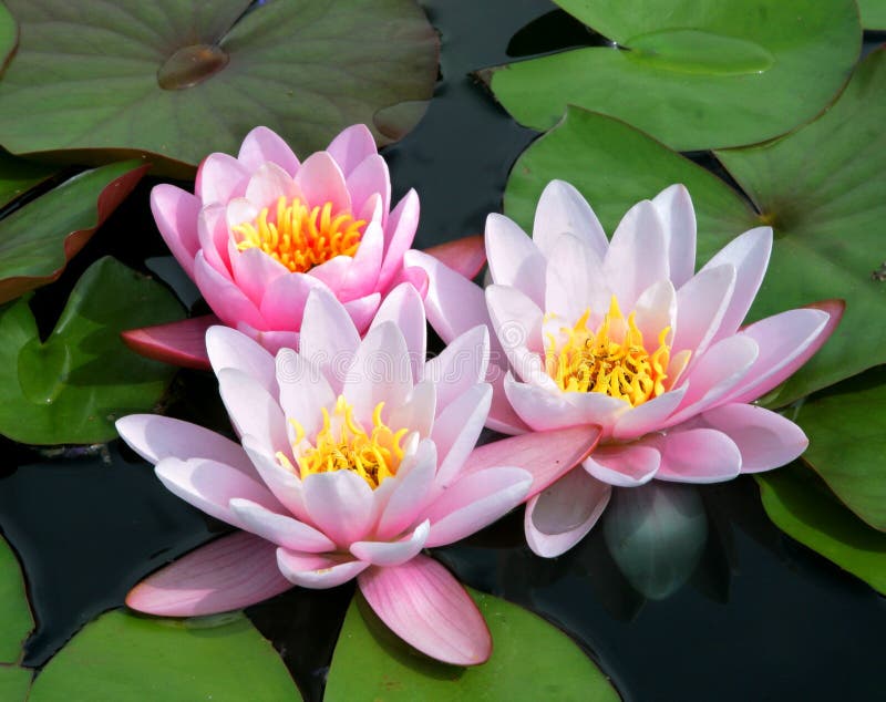 δίχρωμο λευκό ύδατος lillies ρό&del στοκ φωτογραφία