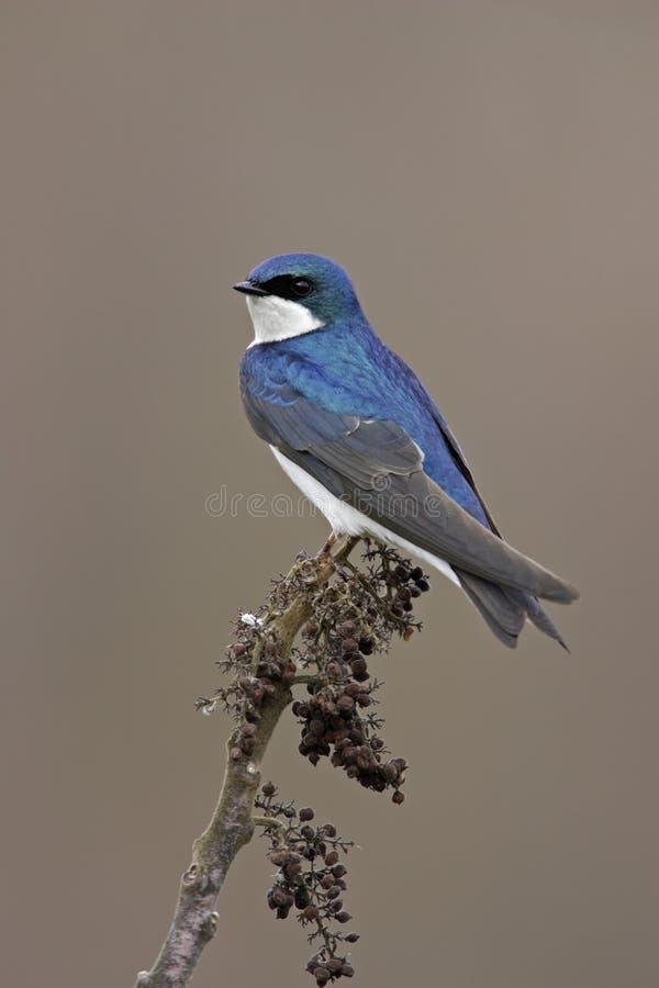 Tree Swallow (Tachycineta bicolor) perched on branch. Tree Swallow (Tachycineta bicolor) perched on branch