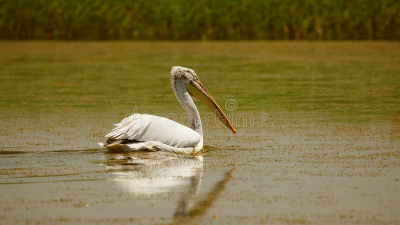 Δαλματικό crispus Pelecanus πελεκάνων που κολυμπά στο νερό στο δέλτα Δούναβη στοκ φωτογραφία Δαλματικό crispus Pelecanus πελεκάνων που κολυμπά στο νερό στο δέλτα Δούναβη στοκ φωτογραφία