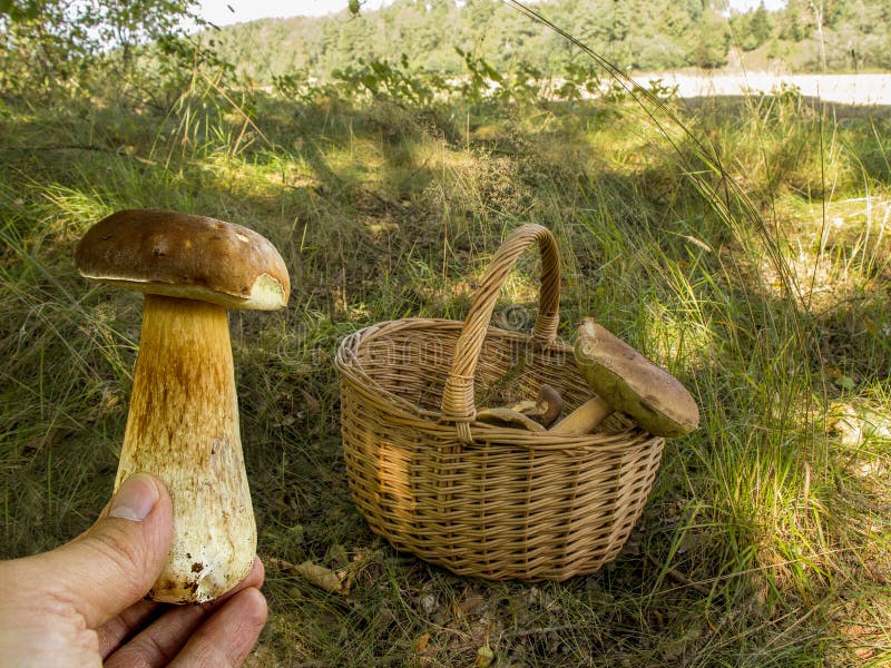 Δασική επιλογή μανιταριών boletus edulis δασικός s σκίουρος ψωμιού στοκ εικόνες με δικαίωμα ελεύθερης χρήσης Δασική επιλογή μανιταριών boletus edulis δασικός s σκίουρος ψωμιού στοκ εικόνες με δικαίωμα ελεύθερης χρήσης