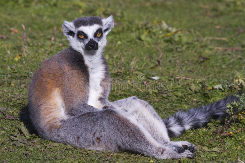 Ring-tailed lemur (Lemur catta) resting in the wild. Ring-tailed lemur (Lemur catta) resting in the wild