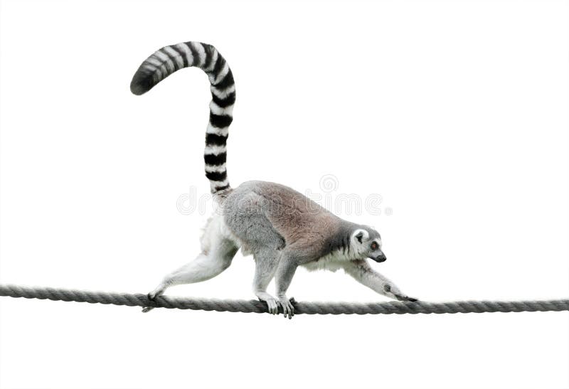 Ring-tailed lemur walking on a rope isolated over a white background. Ring-tailed lemur walking on a rope isolated over a white background