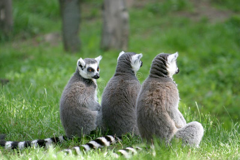 A ring-tailed lemur family is enjoying the sun. A ring-tailed lemur family is enjoying the sun.