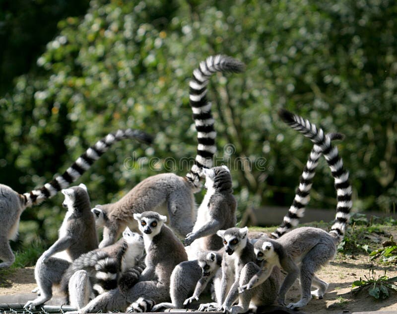 A ring-tailed lemur family is enjoying the sun. A ring-tailed lemur family is enjoying the sun.