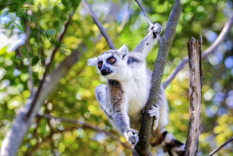 Ring-tailed lemur portrait, lemur catta, anja, madagascar. Ring-tailed lemur portrait, lemur catta, anja, madagascar