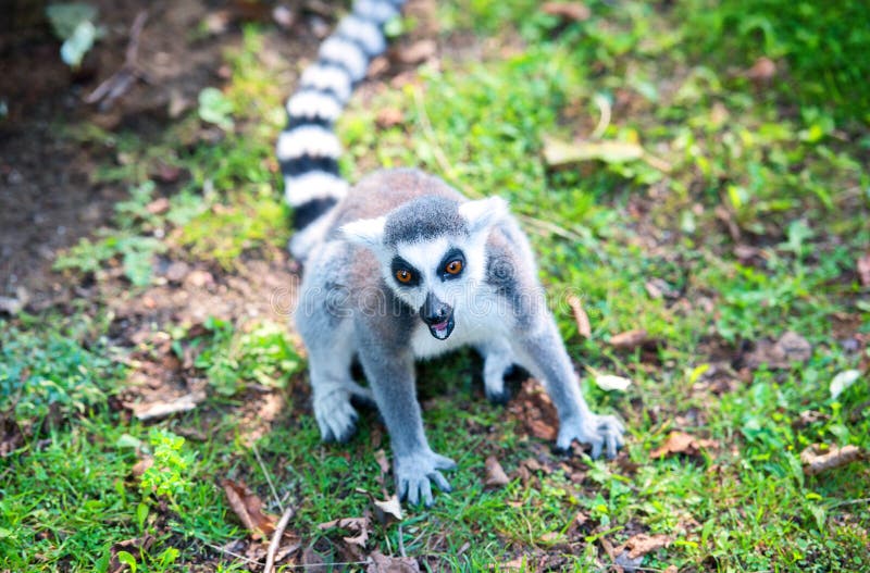 Angry ring-tailed lemur in the grass at zoo. Angry ring-tailed lemur in the grass at zoo